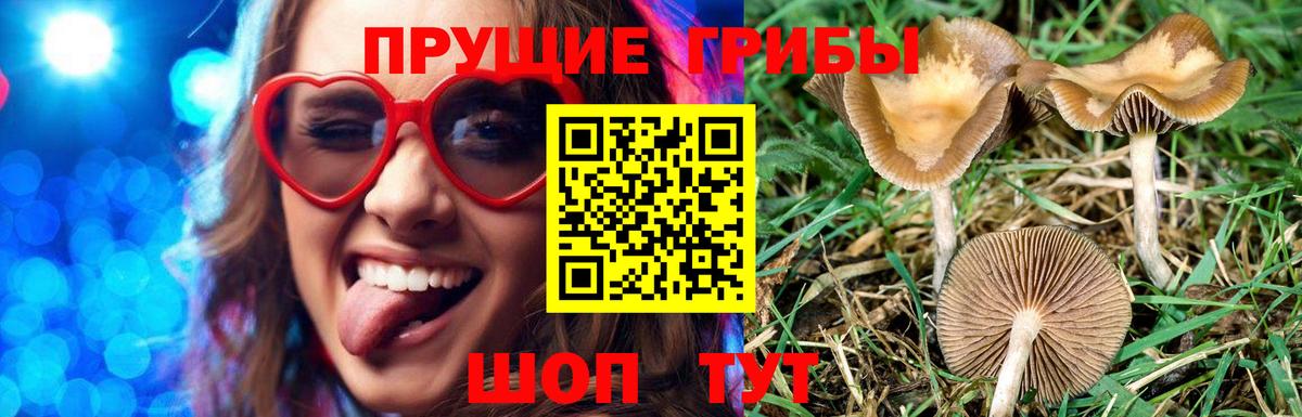 Галлюциногенные грибы Psilocybine cubensis Ипатово